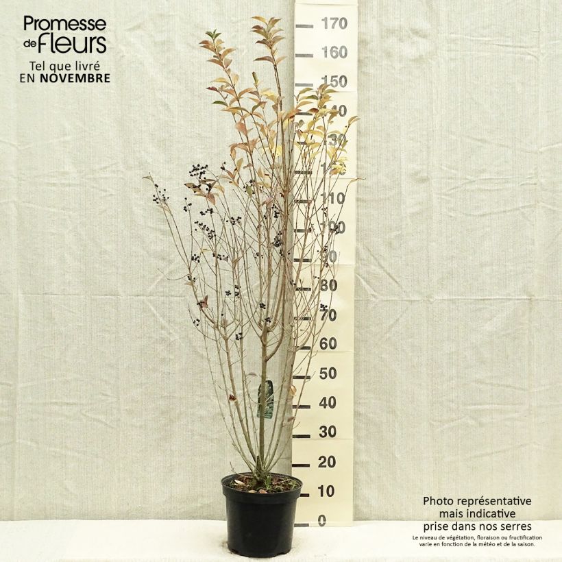 Esimerkki syksyllä toimitetusta Ligustrum ovalifolium - Soikkolikusteri 7,5 litran / 10 litran ruukku-taimesta