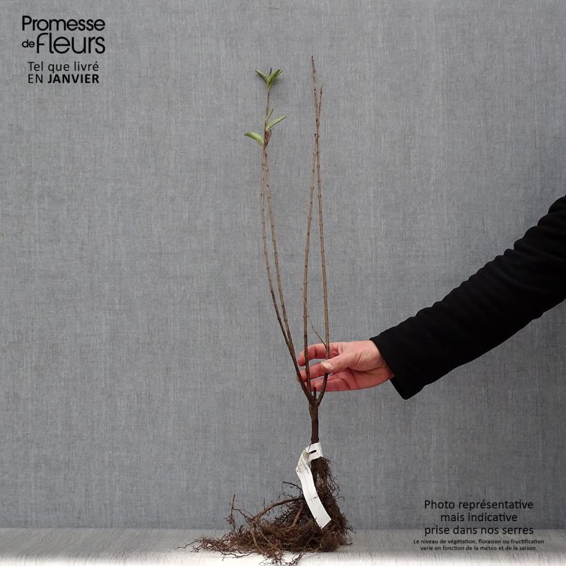 Esimerkki talvella toimitetusta Soikkolikusteri - Ligustrum ovalifolium Paljasjuurinen-taimesta
