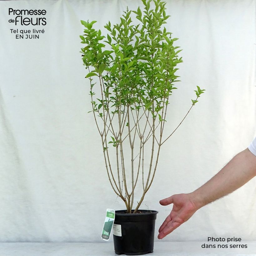 Esimerkki kesällä toimitetusta Soikkolikusteri - Ligustrum ovalifolium Ruukku 2L / 3L-taimesta