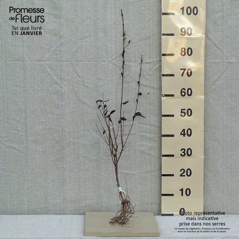 Esimerkki talvella toimitetusta Soikkolikusteri - Ligustrum ovalifolium Paljasjuurinen-taimesta