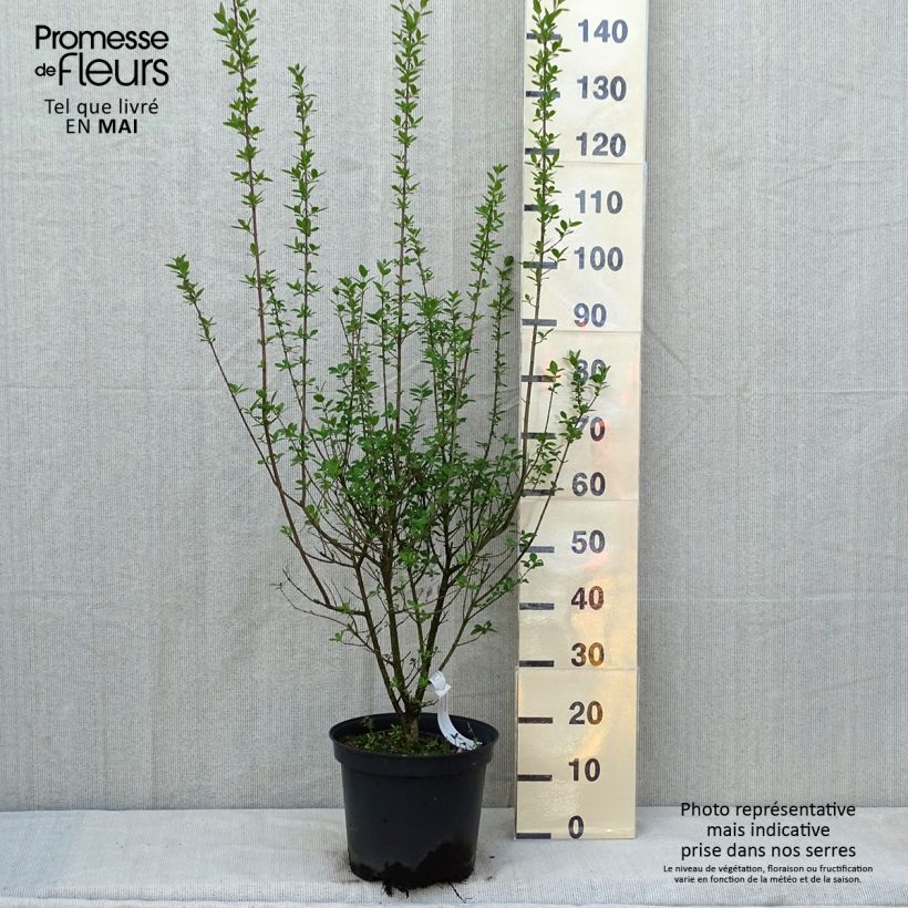 Example of Aitalikusteri Atrovirens Pot de 7,5L/10L as you get in printemps
