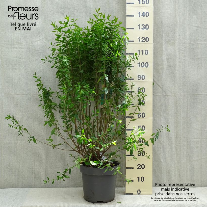 Example of Aitalikusteri Atrovirens Pot de 12L/15L as you get in printemps