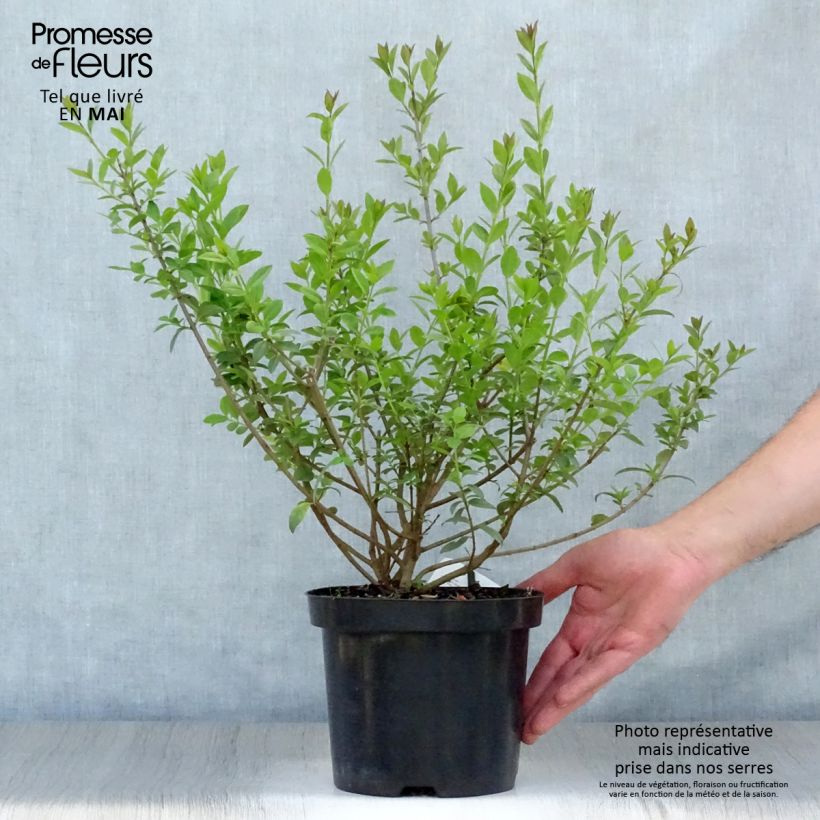 Example of Aitalikusteri Atrovirens Pot de 2L/3L as you get in printemps