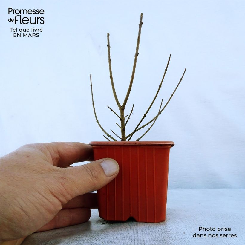 Example of Aitalikusteri Atrovirens Godet de 8/9 cm as you get in printemps