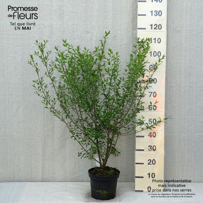 Example of Aitalikusteri Atrovirens Pot de 4L/5L as you get in printemps