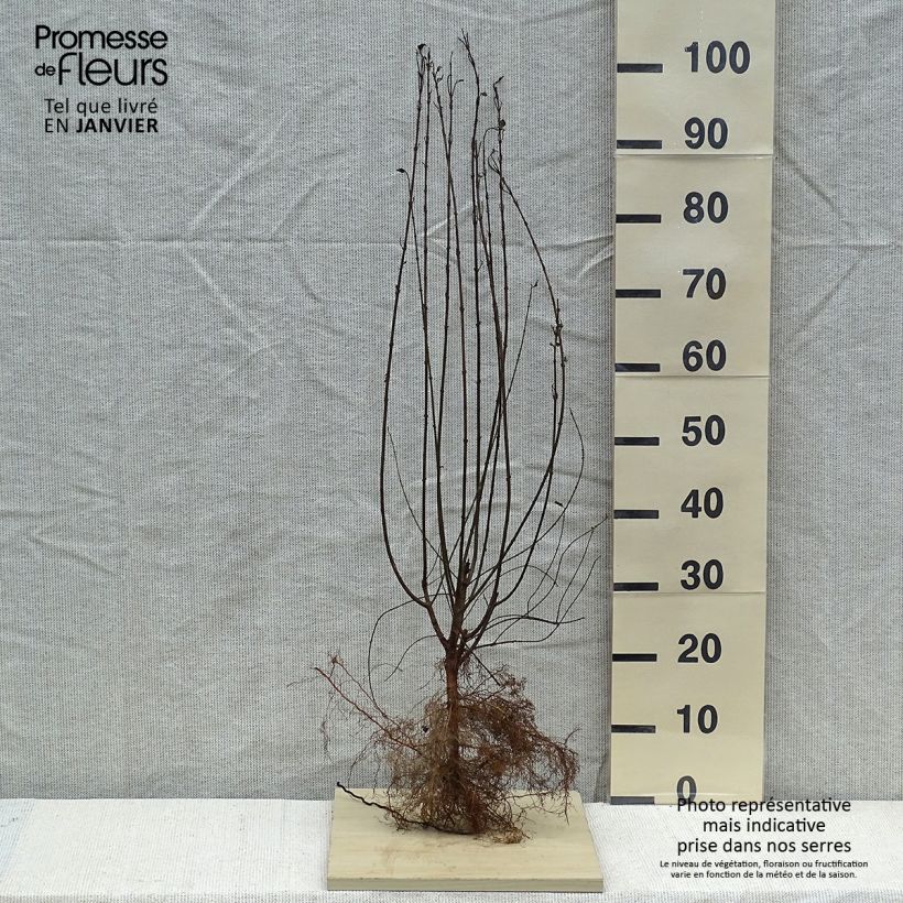 Example of Aitalikusteri Atrovirens Petites Racines nues as you get in hiver