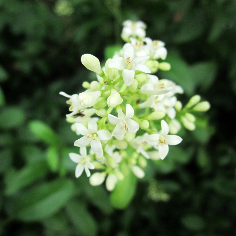Aitalikusteri - Ligustrum vulgare (Kukinta)