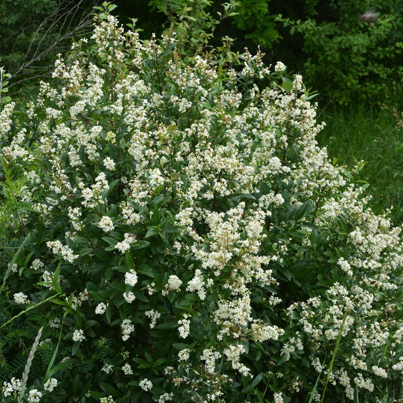Aitalikusteri - Ligustrum vulgare (Kasvutapa)