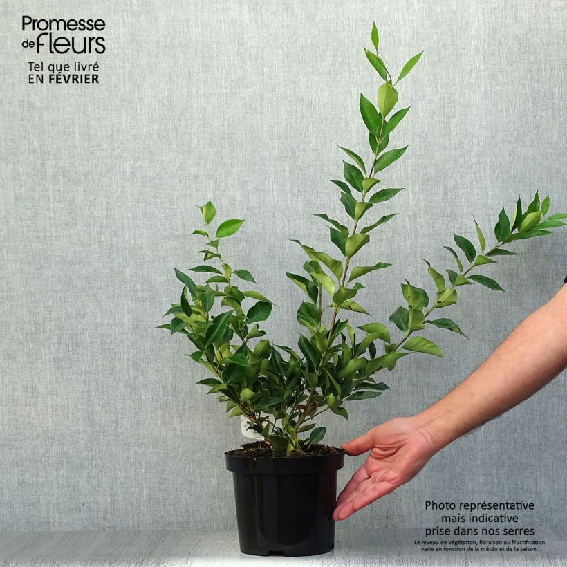 Esimerkki syksyllä toimitetusta Kiiltolikusteri - Ligustrum lucidum 2 litran/3 litran ruukku-taimesta