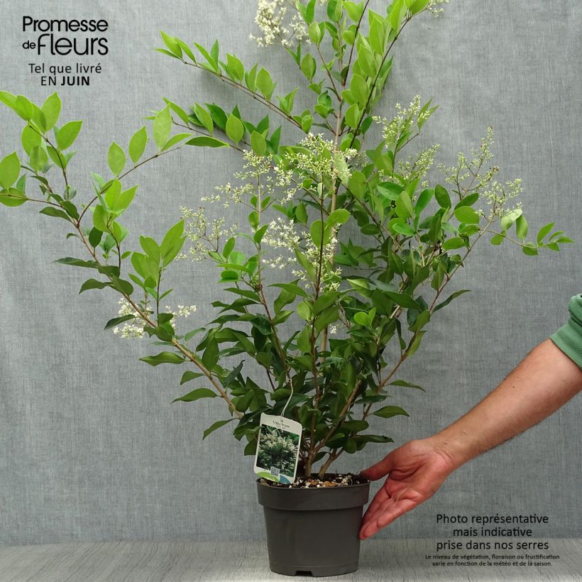 Esimerkki kesällä toimitetusta Kiiltolikusteri - Ligustrum lucidum Ruukku 2L / 3L-taimesta