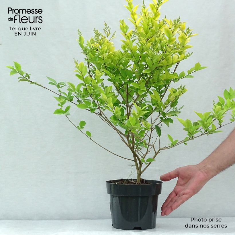 Esimerkki kesällä toimitetusta Kultahapuikko - Ligustrum x vicaryi Ruukku 2L / 3L-taimesta