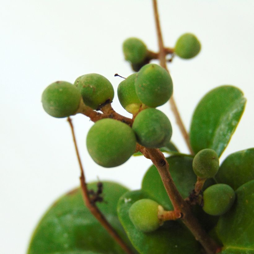 Japaninlikusteri Rotundifolium (Sadonkorjuu)
