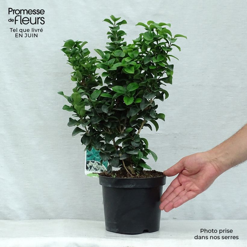 Esimerkki kesällä toimitetusta Japaninlikusteri Rotundifolium Pot de 2L/3L-taimesta