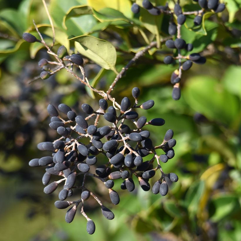 Japaninlikusteri - Ligustrum japonicum (Sadonkorjuu)