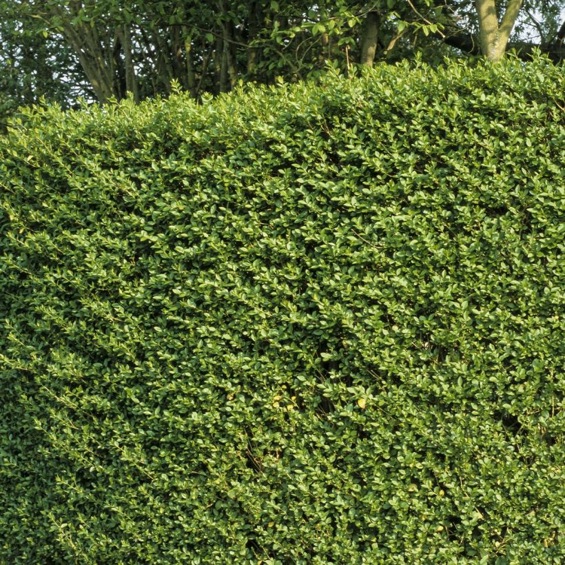 Japaninlikusteri - Ligustrum japonicum (Kasvutapa)
