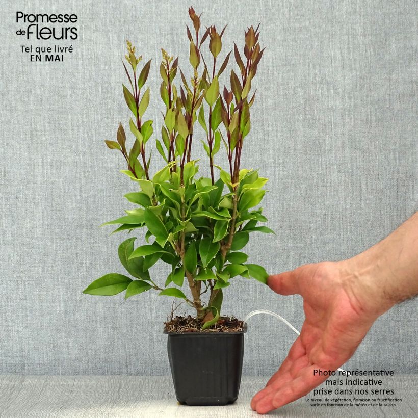 Esimerkki keväällä toimitetusta Japaninlikusteri - Ligustrum japonicum Godet de 8/9 cm-taimesta