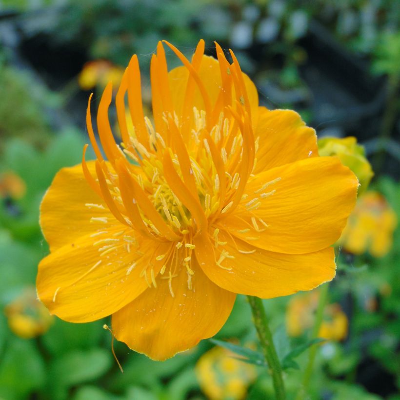 Kesäkullero Golden Queen (Kukinta)