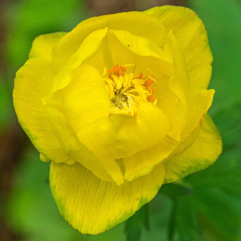 Kullero Lemon Supreme (Kukinta)