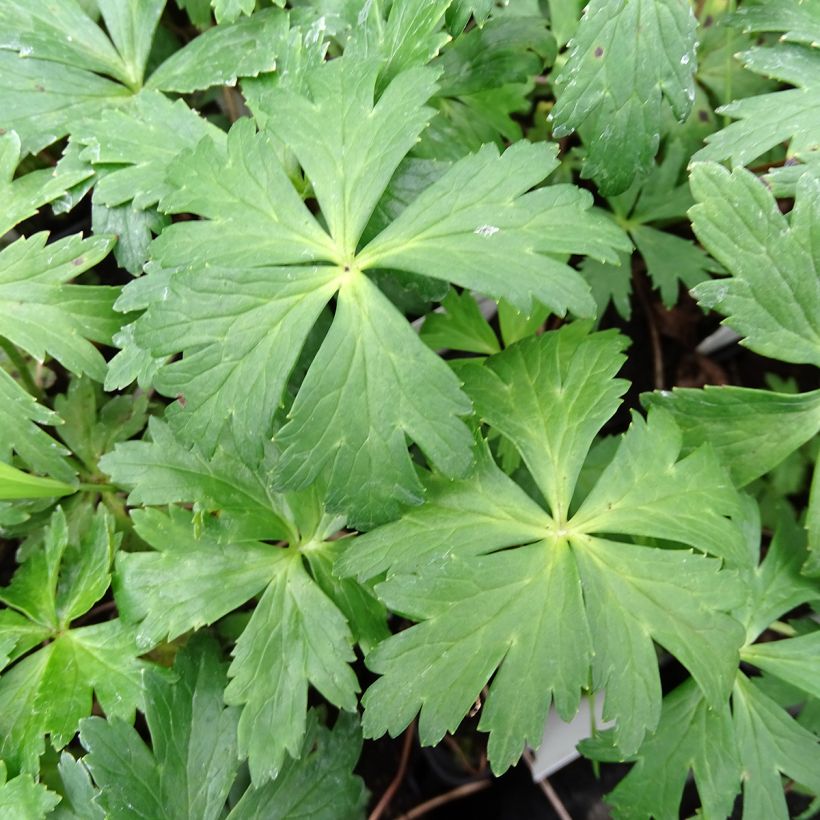 Kullero - Trollius europaeus (Lehvistö)