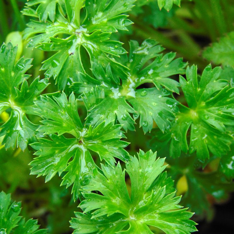 Pikkukullero - Trollius pumilus (Lehvistö)
