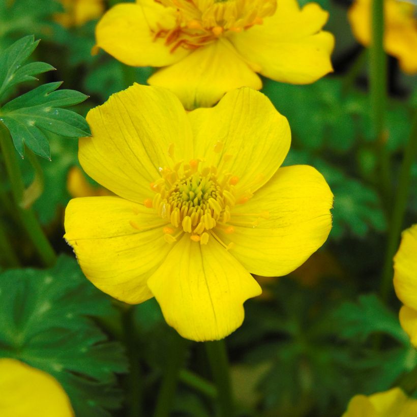 Pikkukullero - Trollius pumilus (Kukinta)