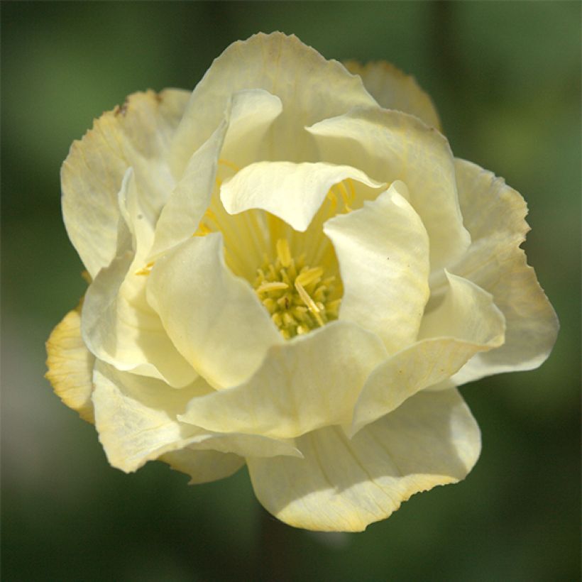 Tarhakullero Alabaster (Kukinta)