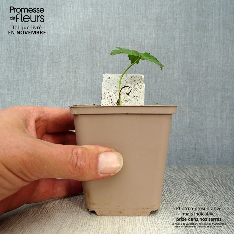 Esimerkki syksyllä toimitetusta Tarhakullero Alabaster 8/9 cm taimiruukku-taimesta