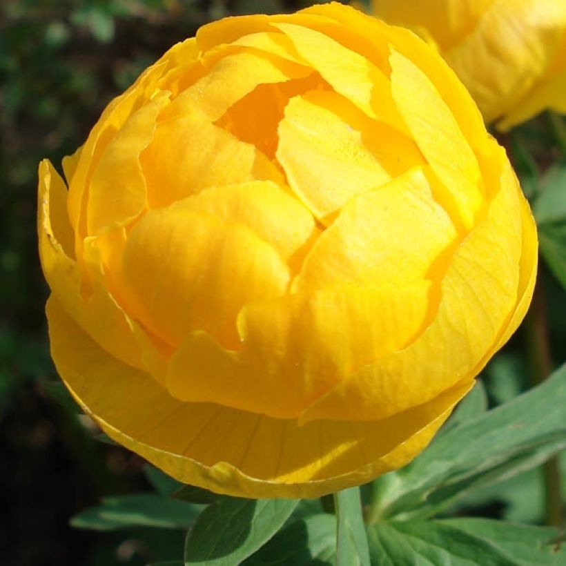 Kullero - Trollius europaeus (Kukinta)