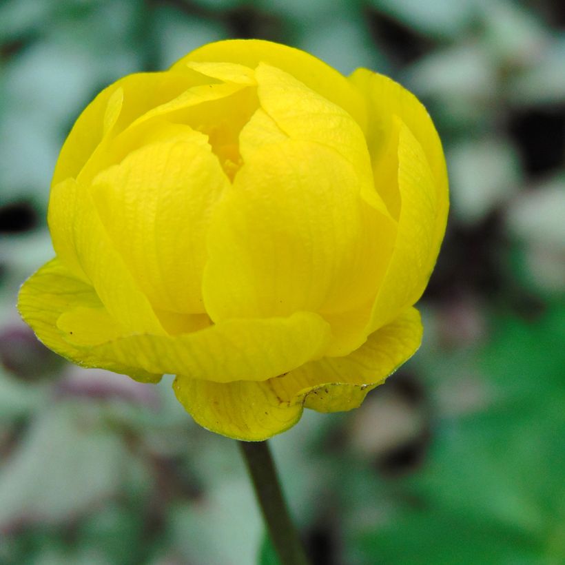 Tarhakullero Lemon Queen (Kukinta)