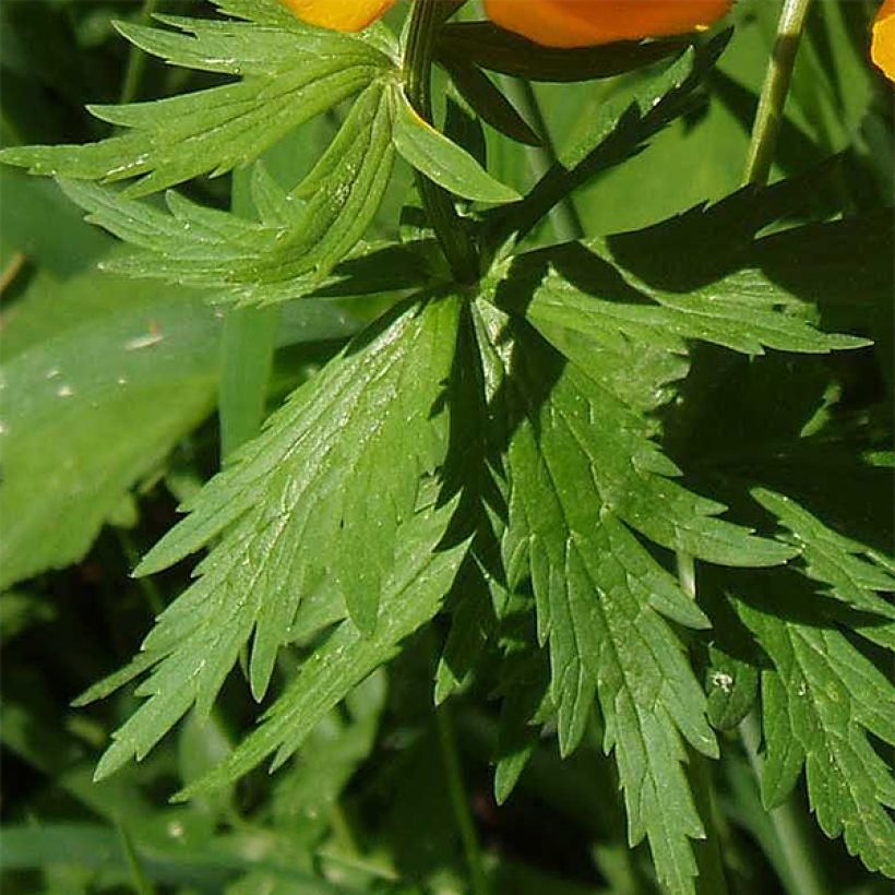 Aasiankullero - Trollius asiaticus (Lehvistö)