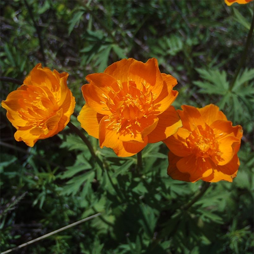 Aasiankullero - Trollius asiaticus (Kukinta)