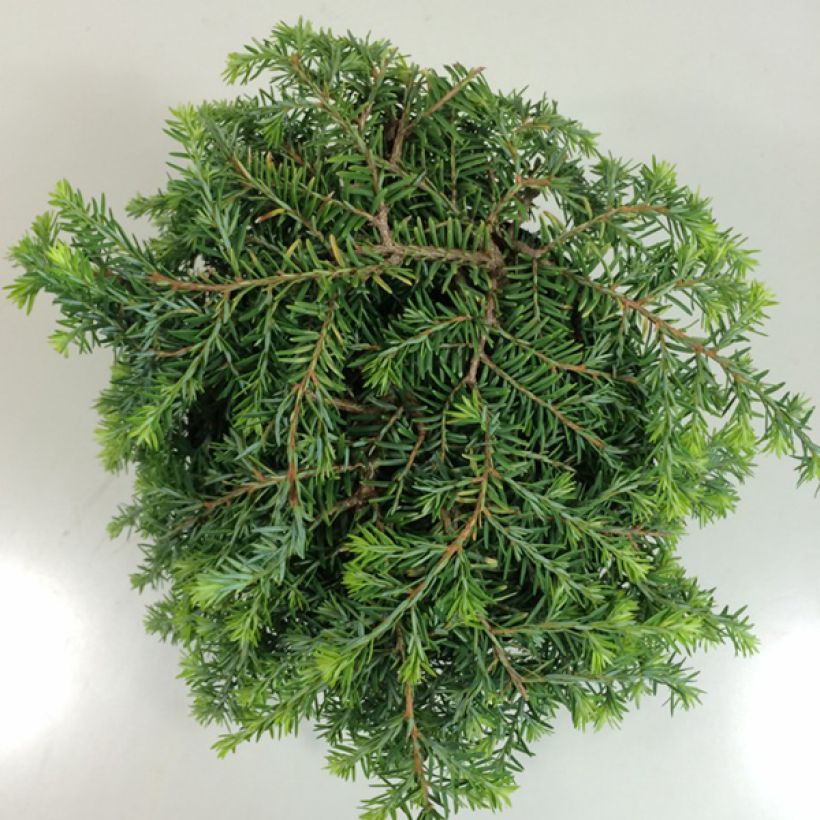Kanadanhemlokki Cole’s Prostrate (Lehvistö)