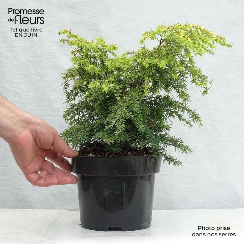 Esimerkki kesällä toimitetusta Kanadanhemlokki Jeddeloh Pot de 2L/3L-taimesta