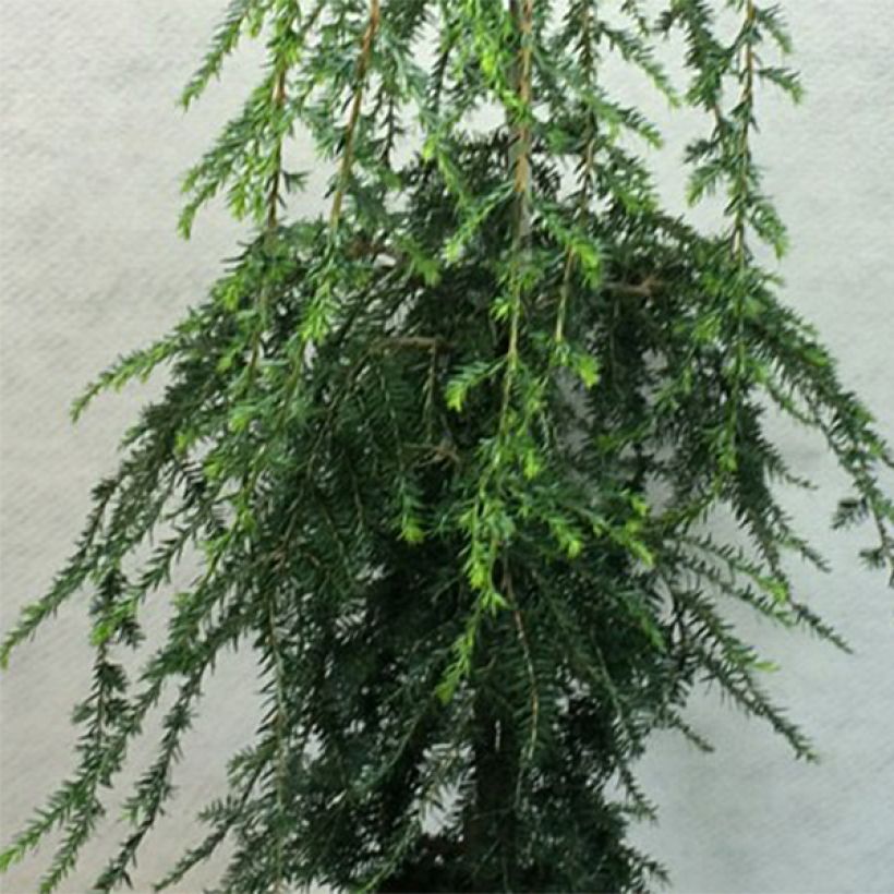 Kanadanhemlokki Pendula (Lehvistö)