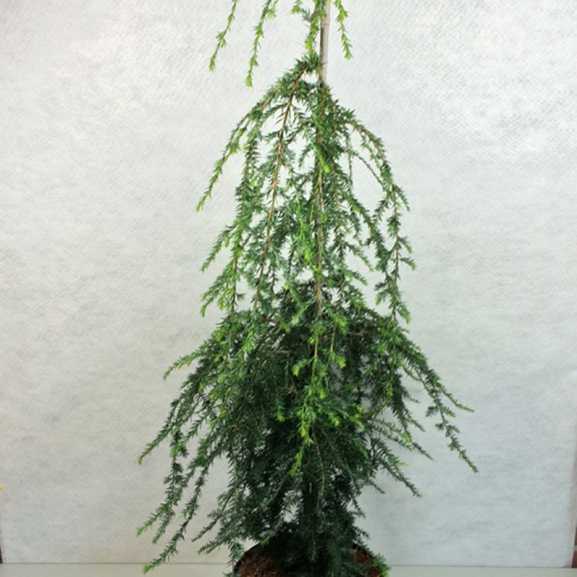 Kanadanhemlokki Pendula (Kasvutapa)