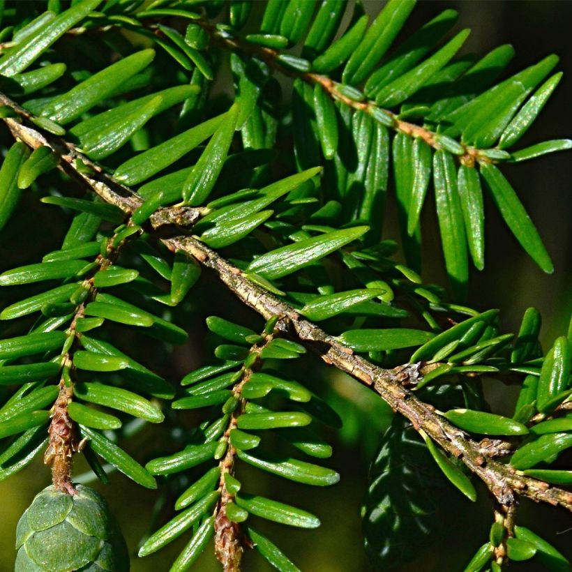 Kanadanhemlokki - Tsuga canadensis (Lehvistö)