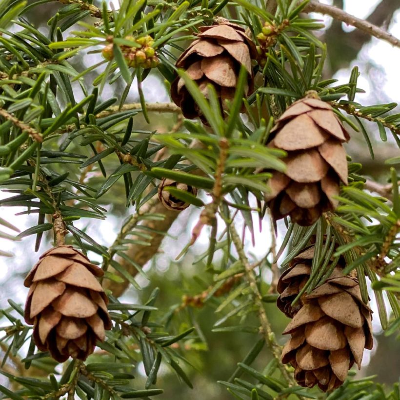 Kanadanhemlokki - Tsuga canadensis (Sadonkorjuu)