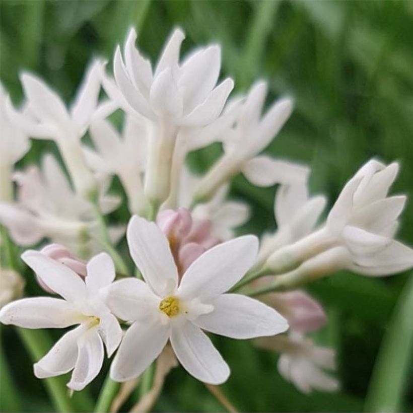 Kuvernöörinkukka Pearl (Kukinta)