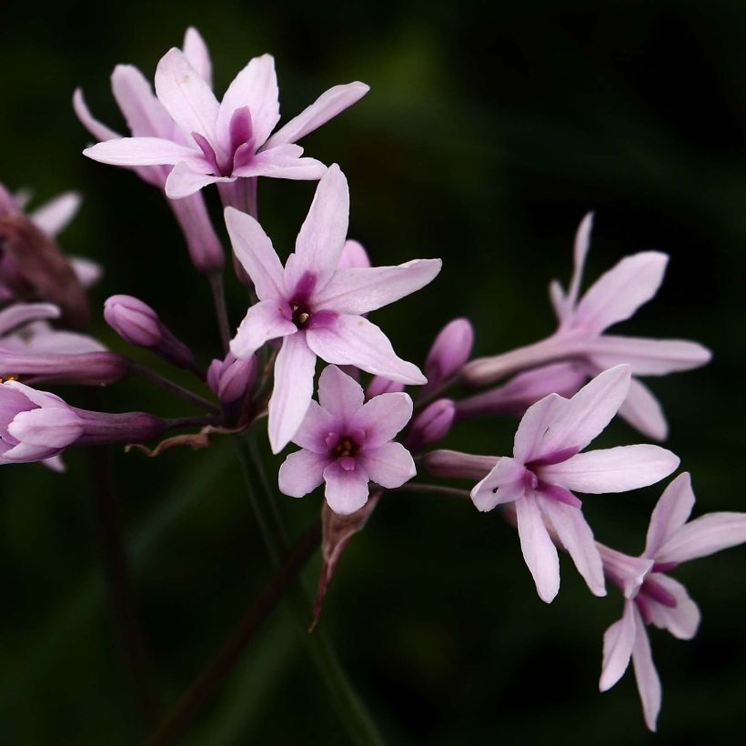 Kuvernöörinkukka Purple Eye (Kukinta)