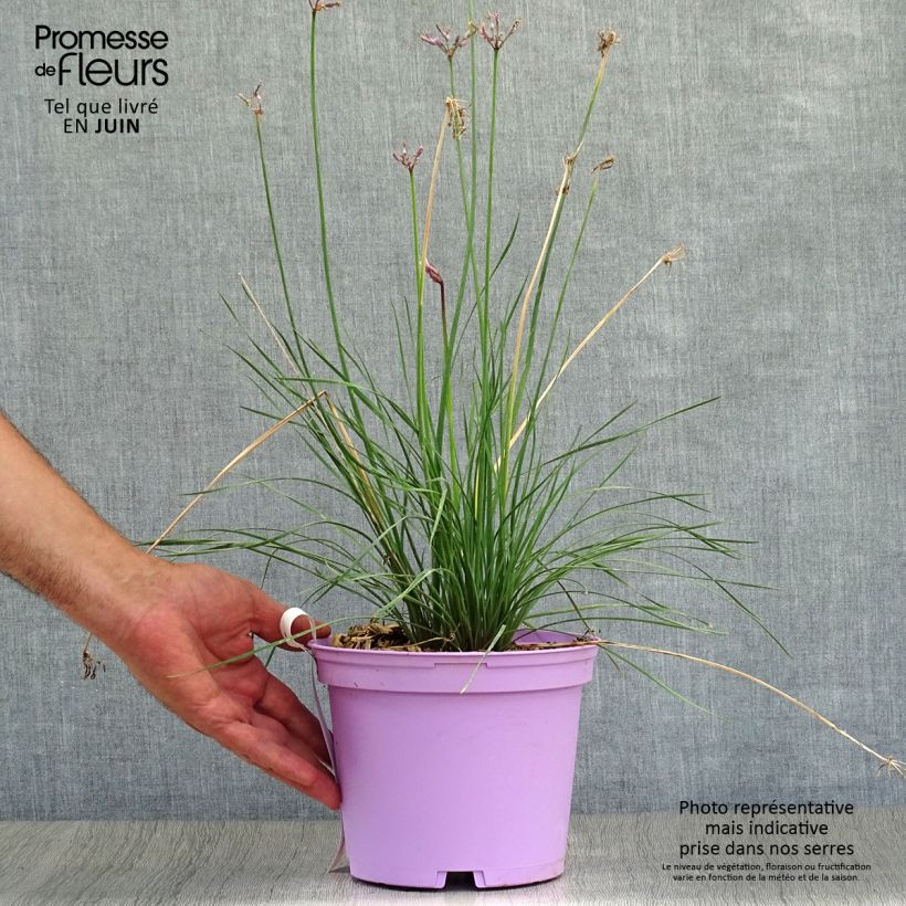 Esimerkki kesällä toimitetusta Kuvernöörinkukka Purple Eye Pot de 2L/3L-taimesta