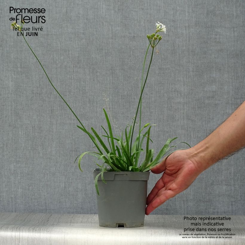 Esimerkki kesällä toimitetusta Kuvernöörinkukka Savannah Lightning Pot de 2L/3L-taimesta