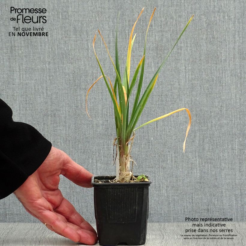 Esimerkki syksyllä toimitetusta Kuvernöörinkukka - Tulbaghia violacea 8/9 cm taimiruukku-taimesta