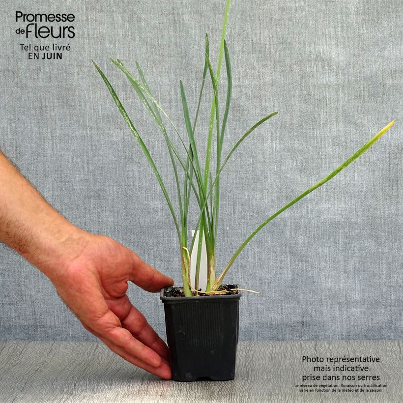 Esimerkki kesällä toimitetusta Kuvernöörinkukka - Tulbaghia violacea Taimiruukku 8/9 cm-taimesta