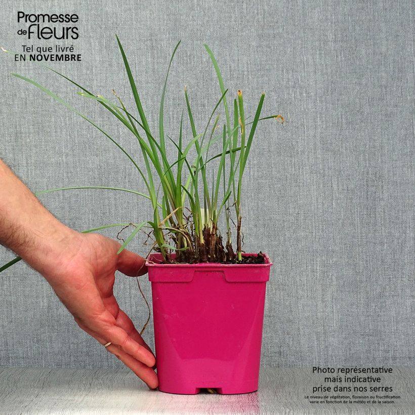 Esimerkki syksyllä toimitetusta Kuvernöörinkukka - Tulbaghia violacea 2 litran/3 litran ruukku-taimesta