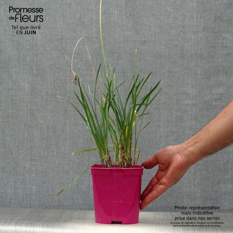 Esimerkki kesällä toimitetusta Kuvernöörinkukka - Tulbaghia violacea Ruukku 2L / 3L-taimesta