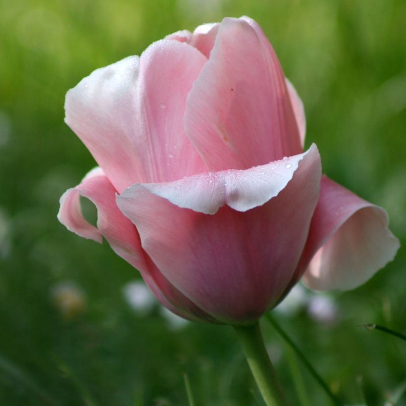 Triumftulppaani Beauty Queen (Kukinta)