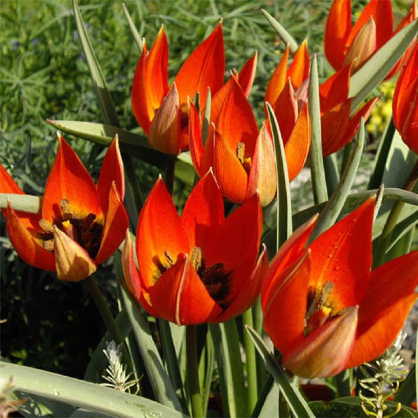 Kasvitieteellinen tulppaani - Tulipa whittallii (Kukinta)