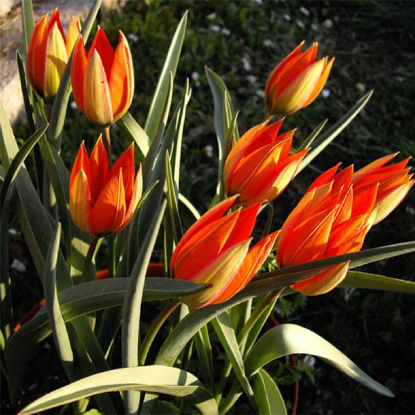 Kasvitieteellinen tulppaani - Tulipa whittallii (Kasvutapa)