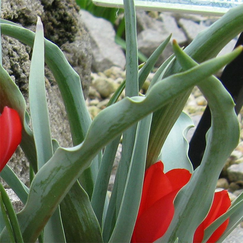Kasvitieteellinen tulppaani - Tulipa wilsoniana (Lehvistö)