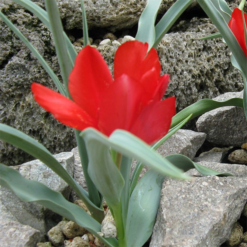Kasvitieteellinen tulppaani - Tulipa wilsoniana (Kasvutapa)